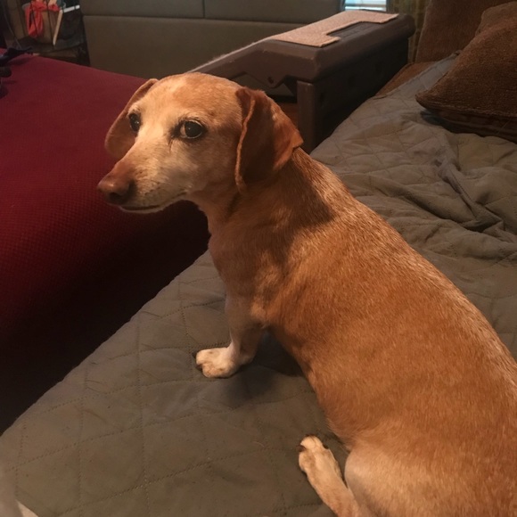 Meet your Posher, Cindy - Picture 1 of 1